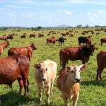 Fazenda de pecuária no Brasil com gado pastando em pastagens verdes, representando gestão eficiente na pecuária brasileira.