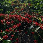 Plantação de café em Minas Gerais, impulsionada pelo acordo Mercosul-UE para mercados europeus.