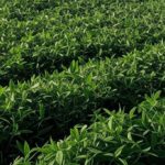 Plantação de soja no Brasil, simbolizando o Plano Safra com R$ 40,2 bilhões em créditos e alta de 20%.