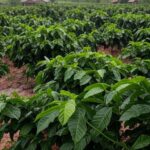 Plantação de café robusta no Espírito Santo após chuvas, com solo encharcado e relevo montanhoso ao fundo.