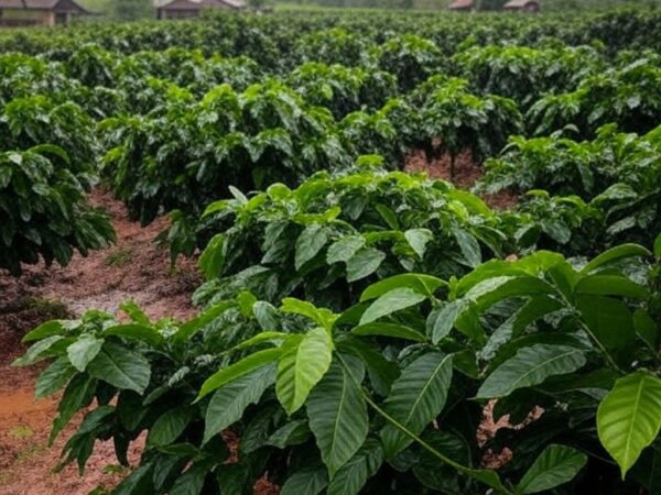 Plantação de café robusta no Espírito Santo após chuvas, com solo encharcado e relevo montanhoso ao fundo.
