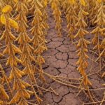 Plantação de soja danificada por perdas no Mato Grosso, Brasil, representando impactos econômicos na agricultura.