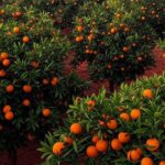 Pomar de laranjas no Brasil com frutas maduras, ilustrando projeção de safra de 18,5 milhões de toneladas pelo USDA.