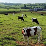 Fazenda leiteira no Brasil com vacas e equipamentos, ilustrando queda nos preços do leite.