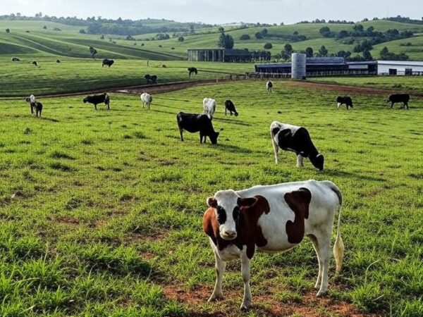 Fazenda leiteira no Brasil com vacas e equipamentos, ilustrando queda nos preços do leite.
