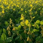 Lavoura de soja no Brasil com crotalária como armadilha natural contra nematoides.