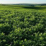 Plantação de soja no Brasil simbolizando investimentos em defesa agropecuária para acordo Mercosul-UE.