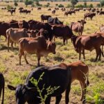 Fazenda de pecuária de cria em Mato Grosso com rebanho de gado pastando, simbolizando margens positivas e exportações recordes.