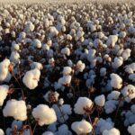 Plantação de algodão na Bahia, mantendo calendário de semeadura para safra 2026/2027.