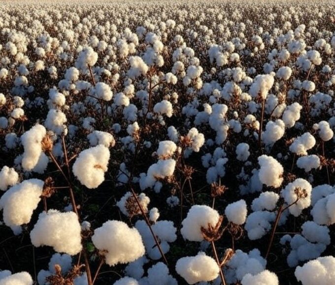 Plantação de algodão na Bahia, mantendo calendário de semeadura para safra 2026/2027.