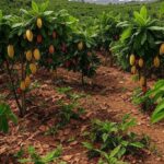 Plantação de cacau na Bahia, Brasil, ilustrando superávit global de 287 mil toneladas para safra 2025/26 projetado pela StoneX.