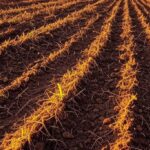 Campo de soja em plantio inicial no Brasil, safra 2024/25, com máquinas agrícolas em paisagem rural de Mato Grosso.