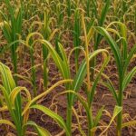 Plantação de milho no Brasil afetada pela cigarrinha-do-milho, com folhas danificadas e perdas na produção.