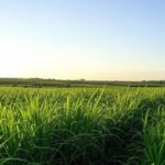 Plantação de cana-de-açúcar em São Paulo, ilustrando o crescimento de 5% na safra 2023/2024 do agronegócio.