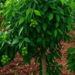 Plantação de pimenta-do-reino no Brasil, ilustrando tecnologia da Embrapa para redução de agrotóxicos em 70%.