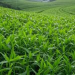 Campos agrícolas no Brasil com lavouras de primeira safra impulsionadas por chuvas de janeiro, segundo Conab.