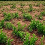 Campo de pastagem em Mato Grosso com plantas esparsas devido a sementes de baixa germinação, representando condenação judicial e indenização a produtor.