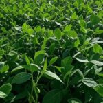 Plantação de soja verde e extensa no Brasil, sob céu claro, representando safra recorde projetada para 2025/26 com clima favorável.