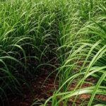 Plantação de cana-de-açúcar no Brasil, simbolizando alta nos preços do etanol hidratado em 2025.