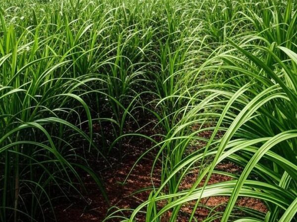 Plantação de cana-de-açúcar no Brasil, simbolizando alta nos preços do etanol hidratado em 2025.