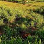 Fazenda na Bahia com plantações e gado, celebrando 52 anos de pioneirismo no agronegócio baiano.