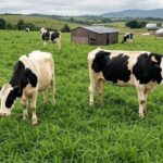 Preço do leite ao produtor no Brasil cai pelo 8º mês seguido e atinge R$ 2,11 por litro