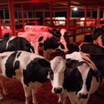 Vacas leiteiras em fazenda brasileira sob luz vermelha, melhorando saúde e produção de leite em até 8%.