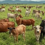 Rebanho de gado bovino em pastagem no Brasil, ilustrando impacto de cotas e tarifas chinesas nas exportações de carne.