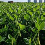 Campo de soja no Brasil com silos, ilustrando exportações de grãos que disparam 25% para US$ 31,3 bilhões.