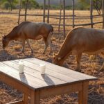 Fazenda no Nordeste brasileiro com jumentas e garrafas de leite de jumenta premium, destacando valor superior ao boi gordo.