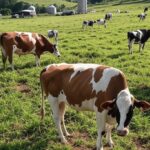 Fazenda leiteira no Brasil com vacas pastando, ilustrando desafios no setor leiteiro com margens estreitas em 2026.