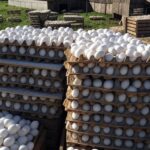 Granja de ovos no interior do Brasil, com pilhas de ovos frescos e aviários, representando o mercado apesar da gripe aviária.