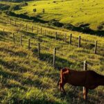 Cercas elétricas fixas e móveis em pastagem de pecuária brasileira, impulsionando produtividade em 2026.