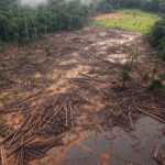 Área de desmatamento ilegal na Amazônia brasileira com árvores cortadas e gado pastando, destacando riscos ambientais em frigoríficos.