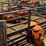 Confinamento de gado de corte em fazenda brasileira, com bois em curral e paisagem rural do Cerrado.
