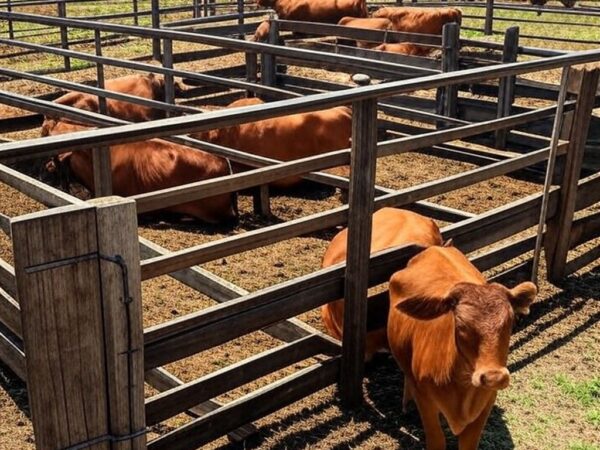 Confinamento de gado de corte em fazenda brasileira, com bois em curral e paisagem rural do Cerrado.