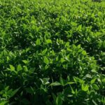 Campos de soja no Mato Grosso, Brasil, com plantações extensas e colheitadeiras ao fundo.