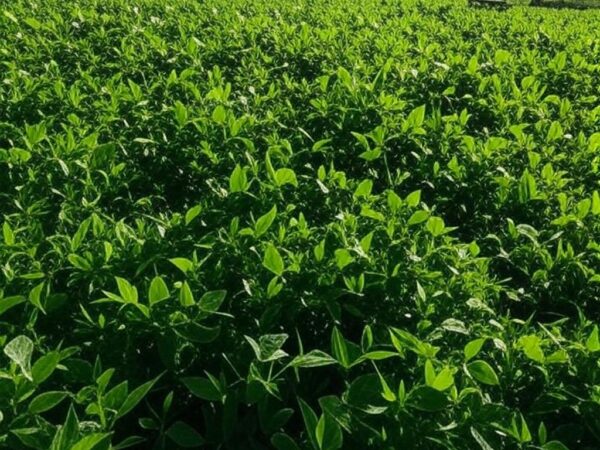 Campos de soja no Mato Grosso, Brasil, com plantações extensas e colheitadeiras ao fundo.