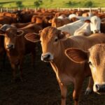 Rebanho de bois gordos em curral de fazenda no interior de SP, representando alta no preço do boi gordo em SP, MG e GO.