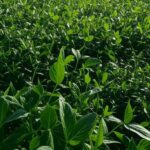 Plantação de soja no Brasil, representando safra agrícola e limite de indenizações do Proagro.