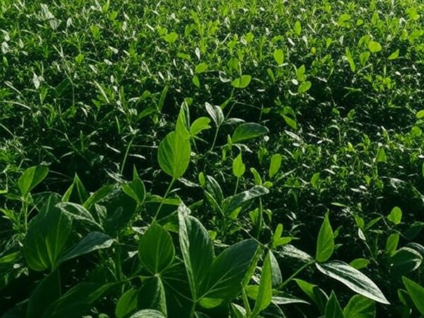 Plantação de soja no Brasil, representando safra agrícola e limite de indenizações do Proagro.