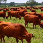 Rebanho de bois em fazenda brasileira, simbolizando alta no preço da arroba do boi gordo com exportações para China e México.