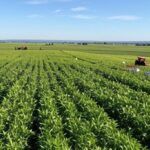 Plantação de soja no Brasil com sacos de fertilizantes, representando acordo UE-Mercosul.