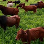 Rebanho de gado bovino em fazenda no Pantanal brasileiro, ilustrando o setor de carne bovina em busca de novos mercados.