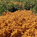 Lavoura de soja e milho no Brasil com colheitadeiras, ilustrando safras recordes e quedas de preços em 2025.