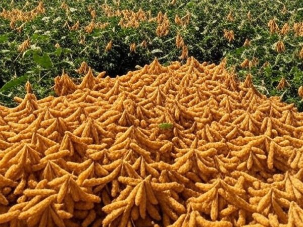 Lavoura de soja e milho no Brasil com colheitadeiras, ilustrando safras recordes e quedas de preços em 2025.