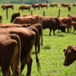 Rebanho de bois gordos em fazenda no interior de São Paulo, ilustrando alta no preço com escoamento de carne bovina.