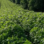 Plantação de soja transgênica próxima a unidade de conservação no Brasil, destacando regras da CTNBio.