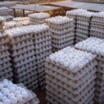 Granja de ovos no Brasil com caixas empilhadas para exportação recorde em 2025.