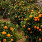 Plantação de laranjeiras no Brasil com caixas de exportação, representando queda nas exportações de suco de laranja na safra 2024/25.